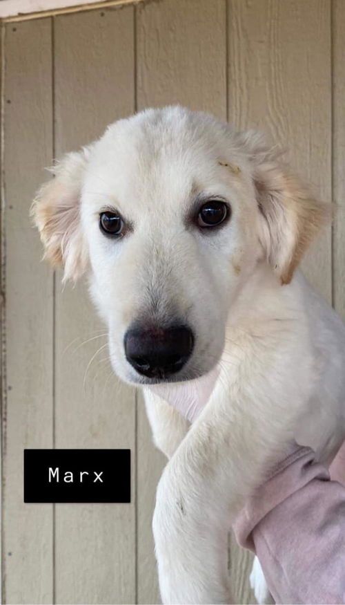 Marx (GA)