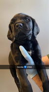 Gordie (AL)