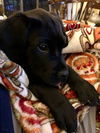 Gordie (AL)