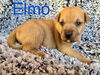 Elmo (MA)
