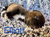Elliott (MA)