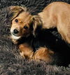 Greta (AL)