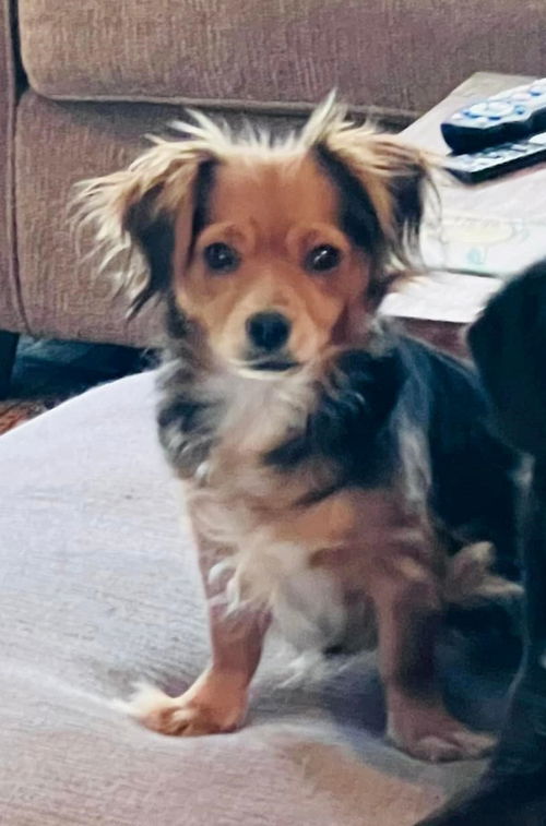 Greta (AL)