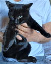 Onyx (NY)