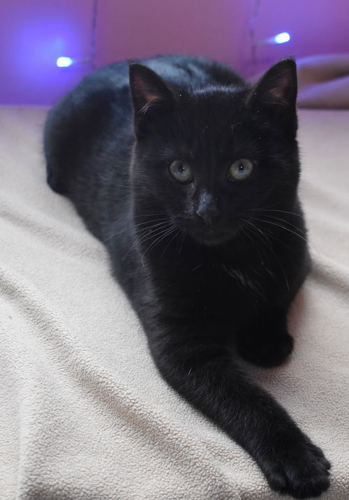 Onyx (NY)