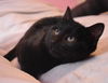 Onyx (NY)