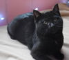 Onyx (NY)