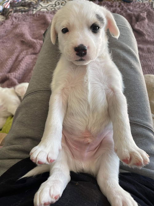 Frankie (SC)