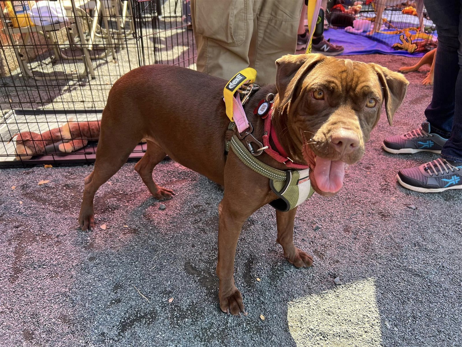 adoptable Dog in New York, NY named Sable (SC)