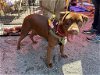 adoptable Dog in york, NE named Sable (SC)