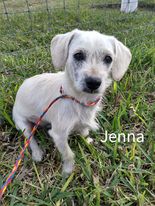 Jenna (TX)