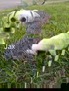 Jax (TX)
