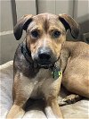 adoptable Dog in  named Lenny (TX)