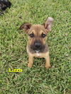 Lizza (TX)