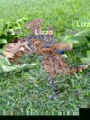 Lizza (TX)