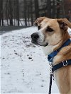 adoptable Dog in york, NY named Blu (TX)