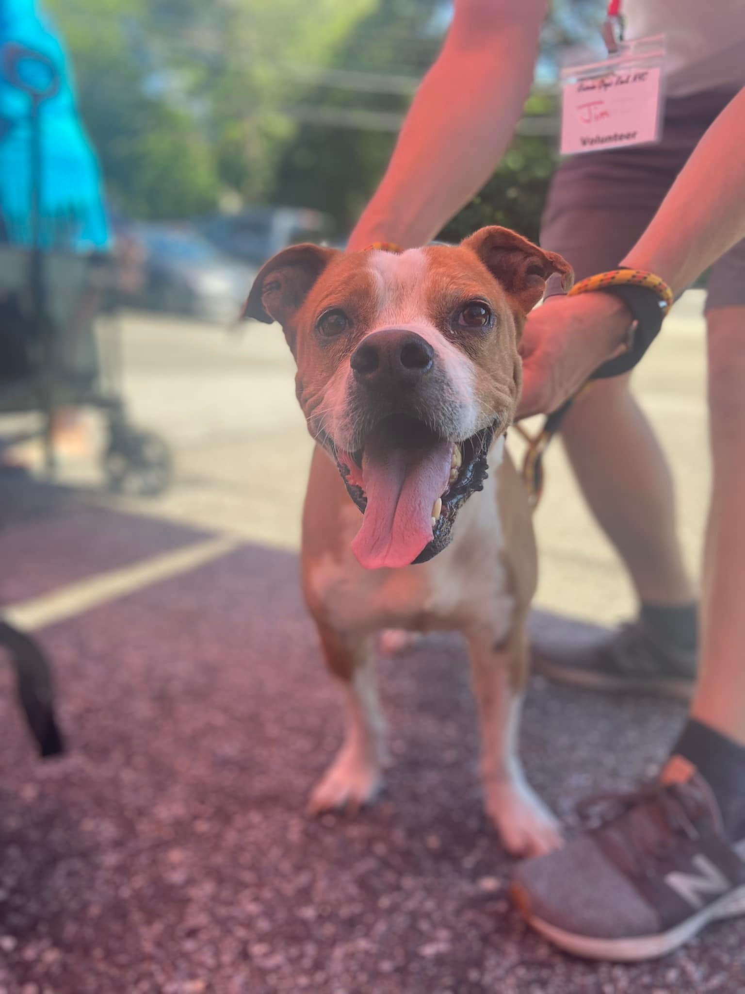 adoptable Dog in New York, NY named Spanky (SC)