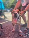 adoptable Dog in york, NE named Spanky (SC)