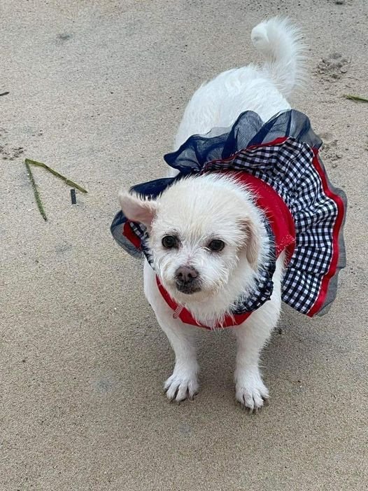 adoptable Dog in New York, NY named Mabel (TX)