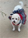 adoptable Dog in  named Mabel (TX)