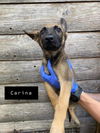 Carina (GA)