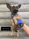 Olivia (GA)