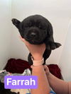 Farrah (SC)