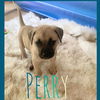 Perry (AL)