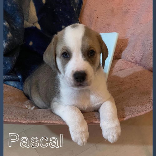Pascal (AL)