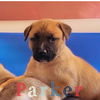 Parker (AL)