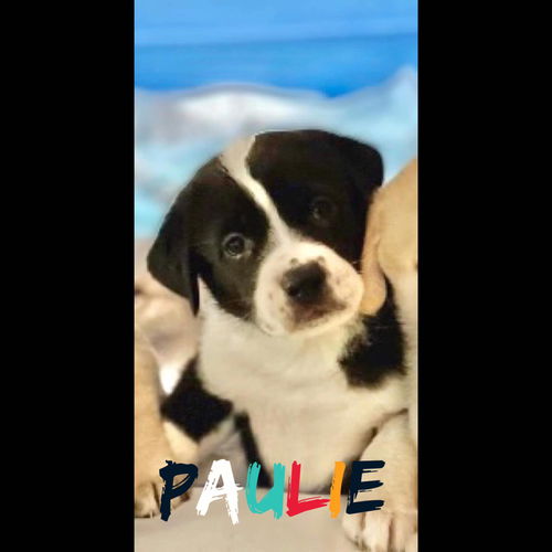 Paulie (AL)