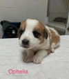 Ophelia (AL)