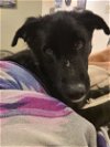 adoptable Dog in  named Gruff (TX)