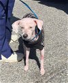 adoptable Dog in york, NE named Wesley (NY)