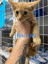 Riku (SC)