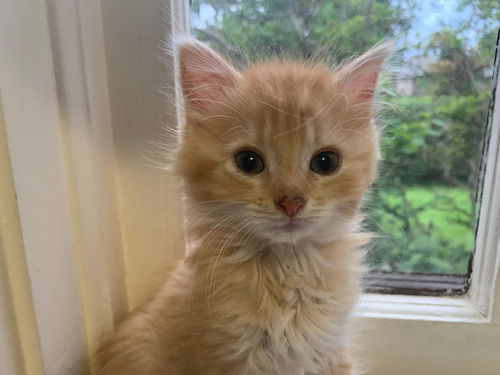Ginger (SC)