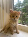 Ginger (SC)