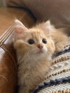 Ginger (SC)