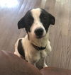 Penelope (AL)