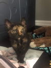 Lettie (NY)