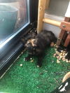 Lettie (NY)