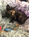 Lettie (NY)