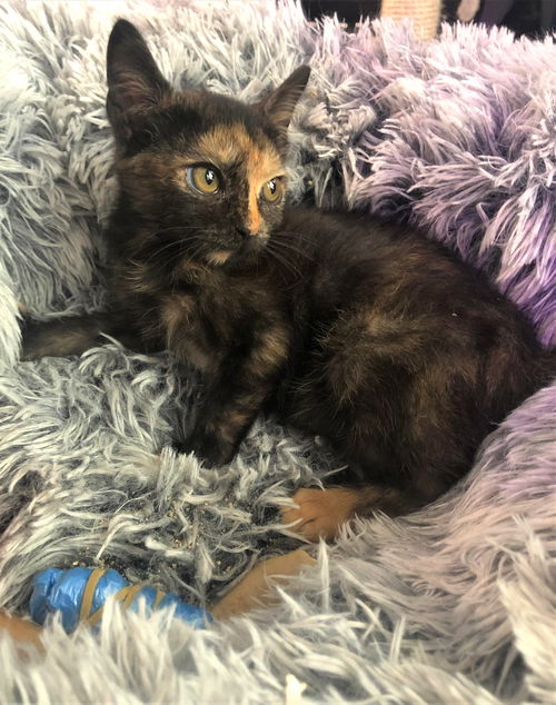 Lettie (NY)