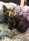 Lettie (NY)