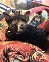 Lettie (NY)