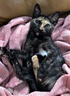Lettie (NY)