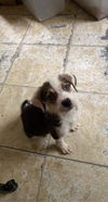 Percy (AL)
