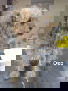 Oso 1 (TX)