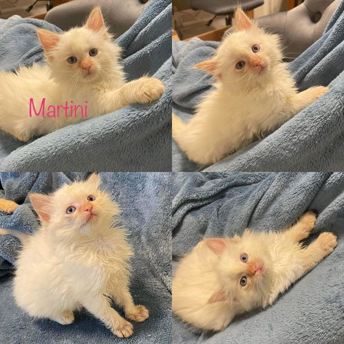 Martini (SC)