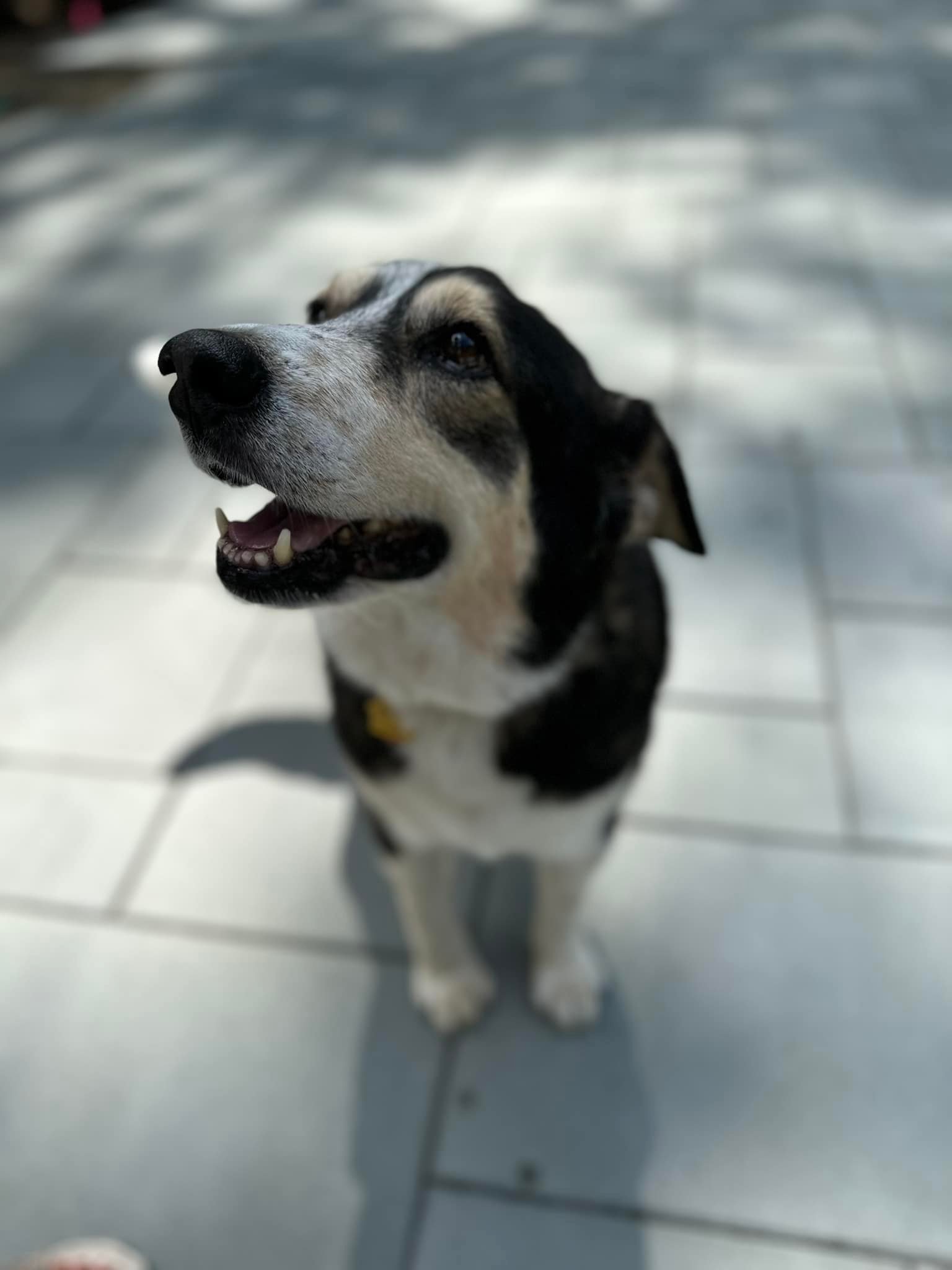 adoptable Dog in New York, NY named Cuddles (TX)